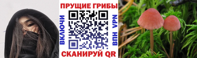Галлюциногенные грибы GOLDEN TEACHER  Ижевск 